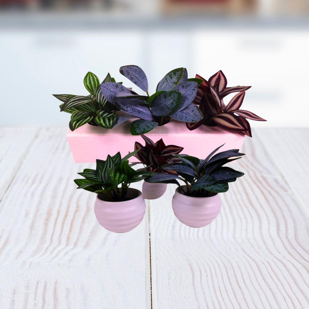 PLANTA X UNIDAD 6X10CM.