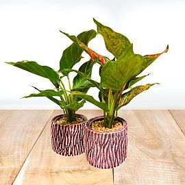 PLANTA 28X9CM